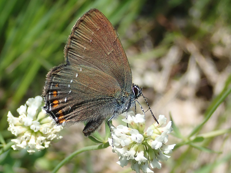 Satyrium ilicis ? oppure acaciae?